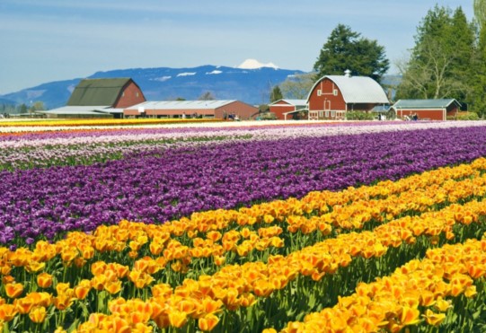 Skagit Day Trip, Tulip Fields Skagit Valley Washington