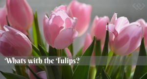 Whats with all the Tulips, Tulips, Flowers, Gardening, Celebrate, remember, heritage, events