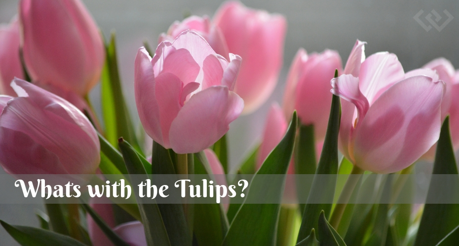 Whats with all the Tulips, Tulips, Flowers, Gardening, Celebrate, remember, heritage, events
