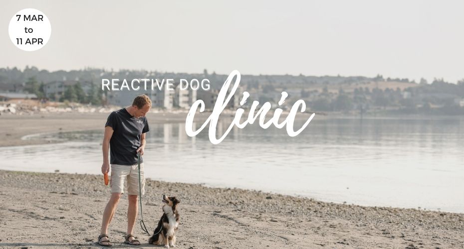 Reactive dog Clinic