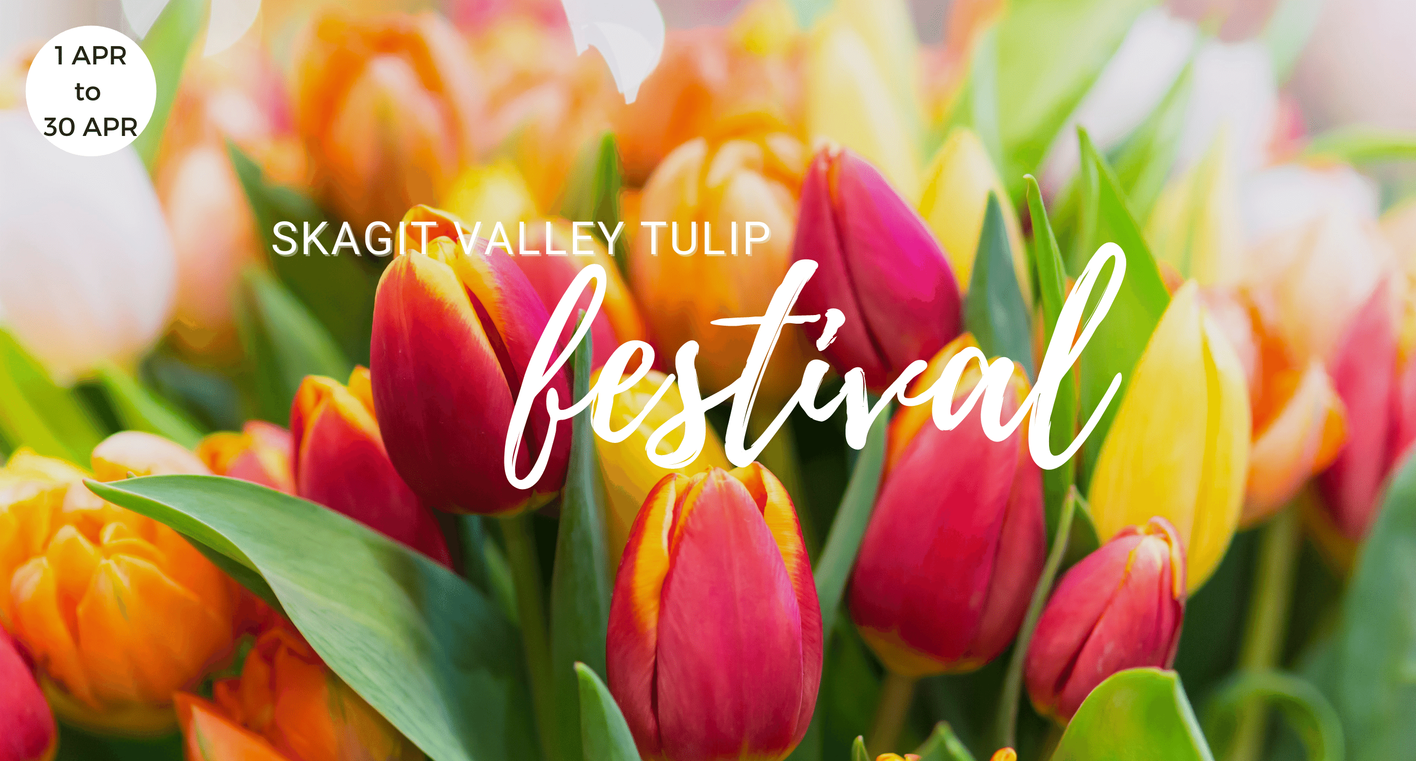 Tulip Festival, Skagit Valley, Things to do, Washington, Windermere
