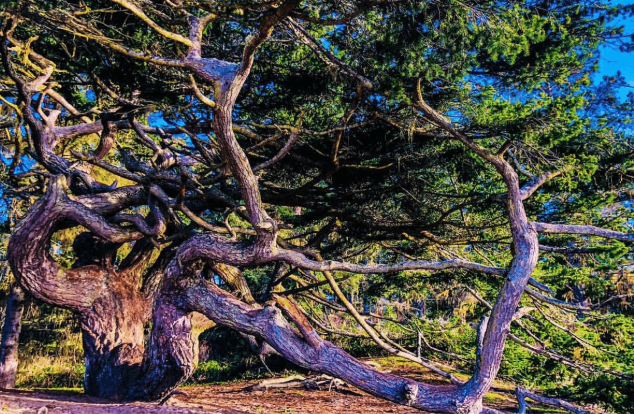 Old growth tree cranberry lake