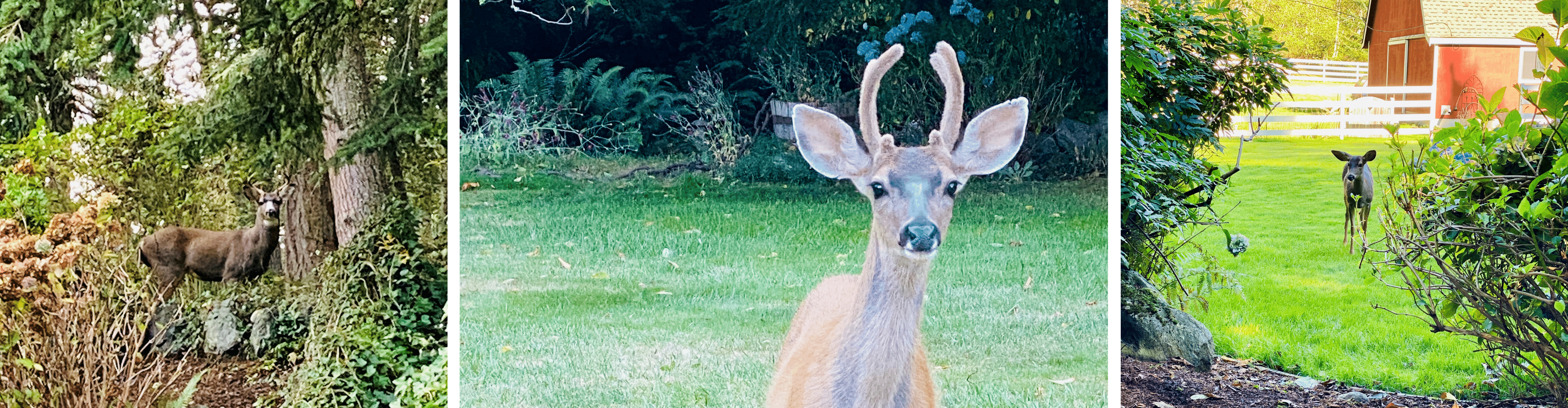 get the buck out of my yard 