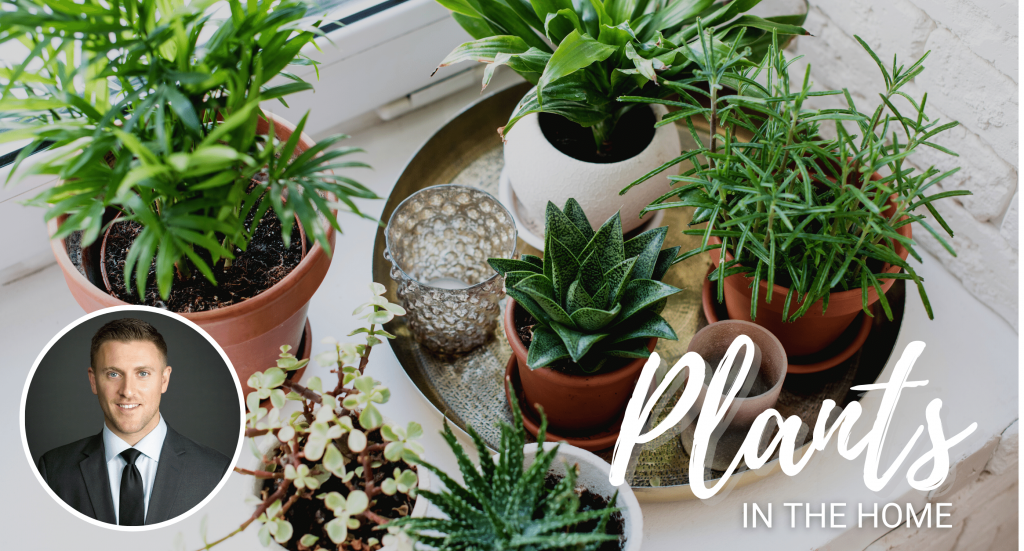 Plants-in-the-Home