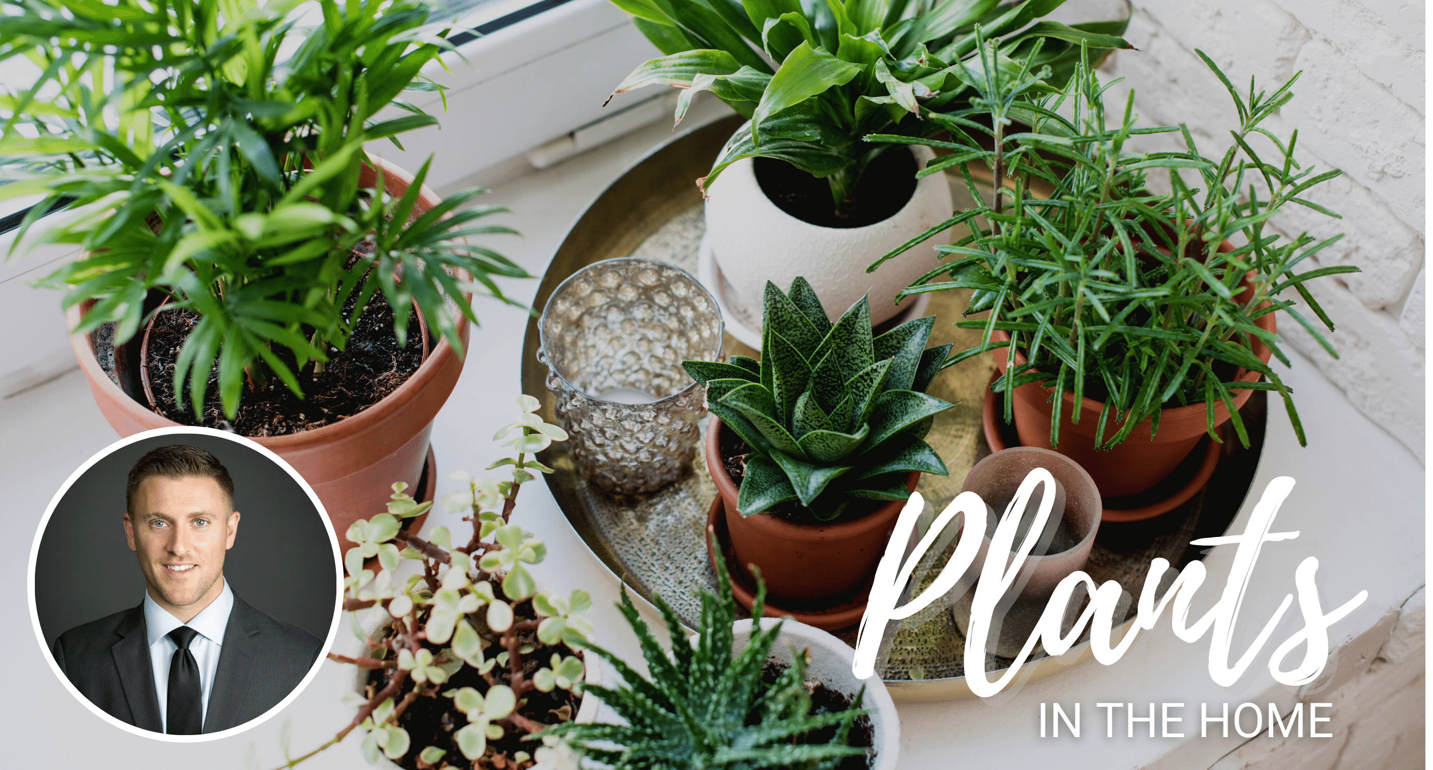 Plants-in-the-Home