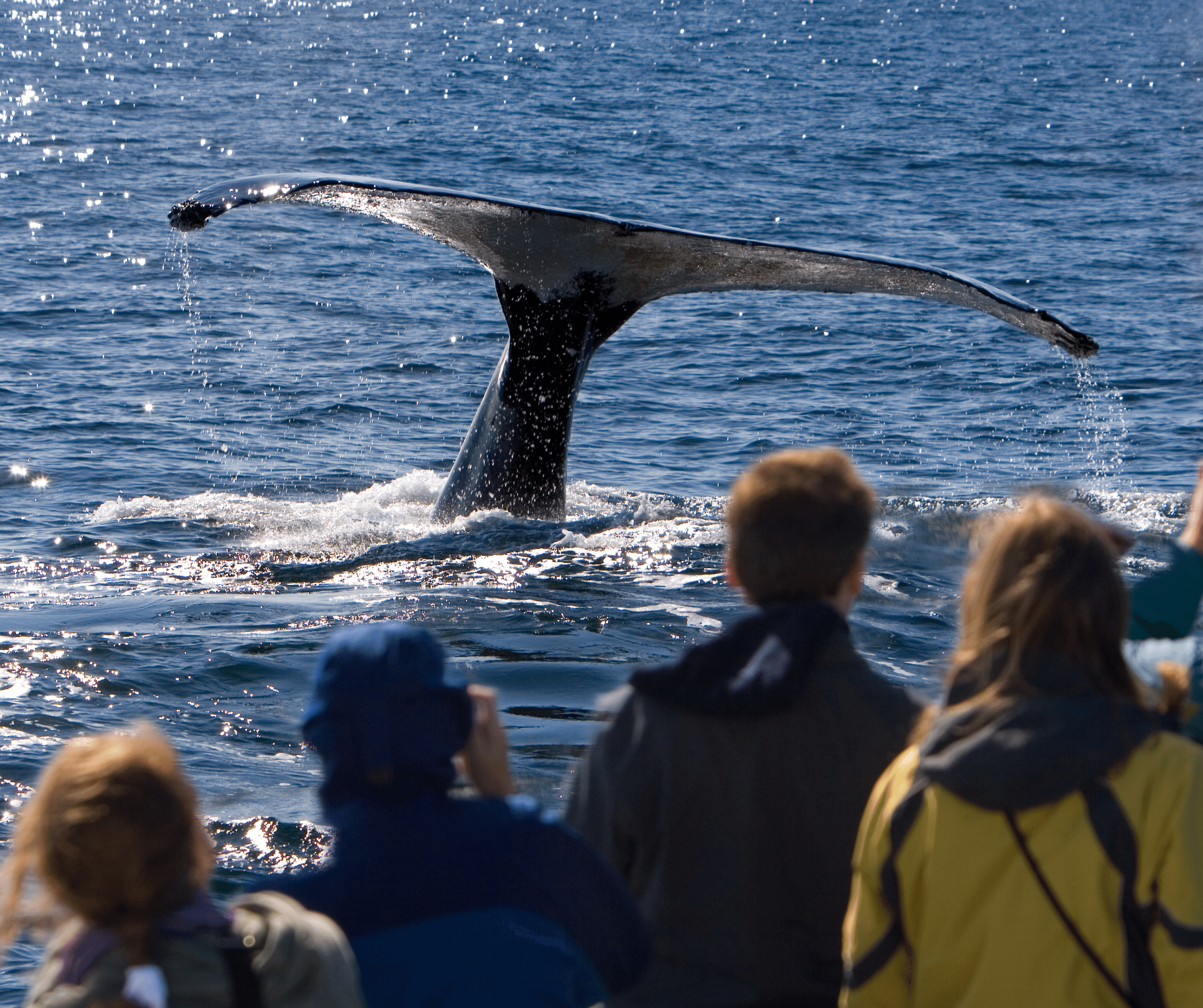 Best places for Whale Watching on Whidbey