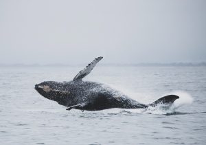 The Gray Whales Return to Whidbey