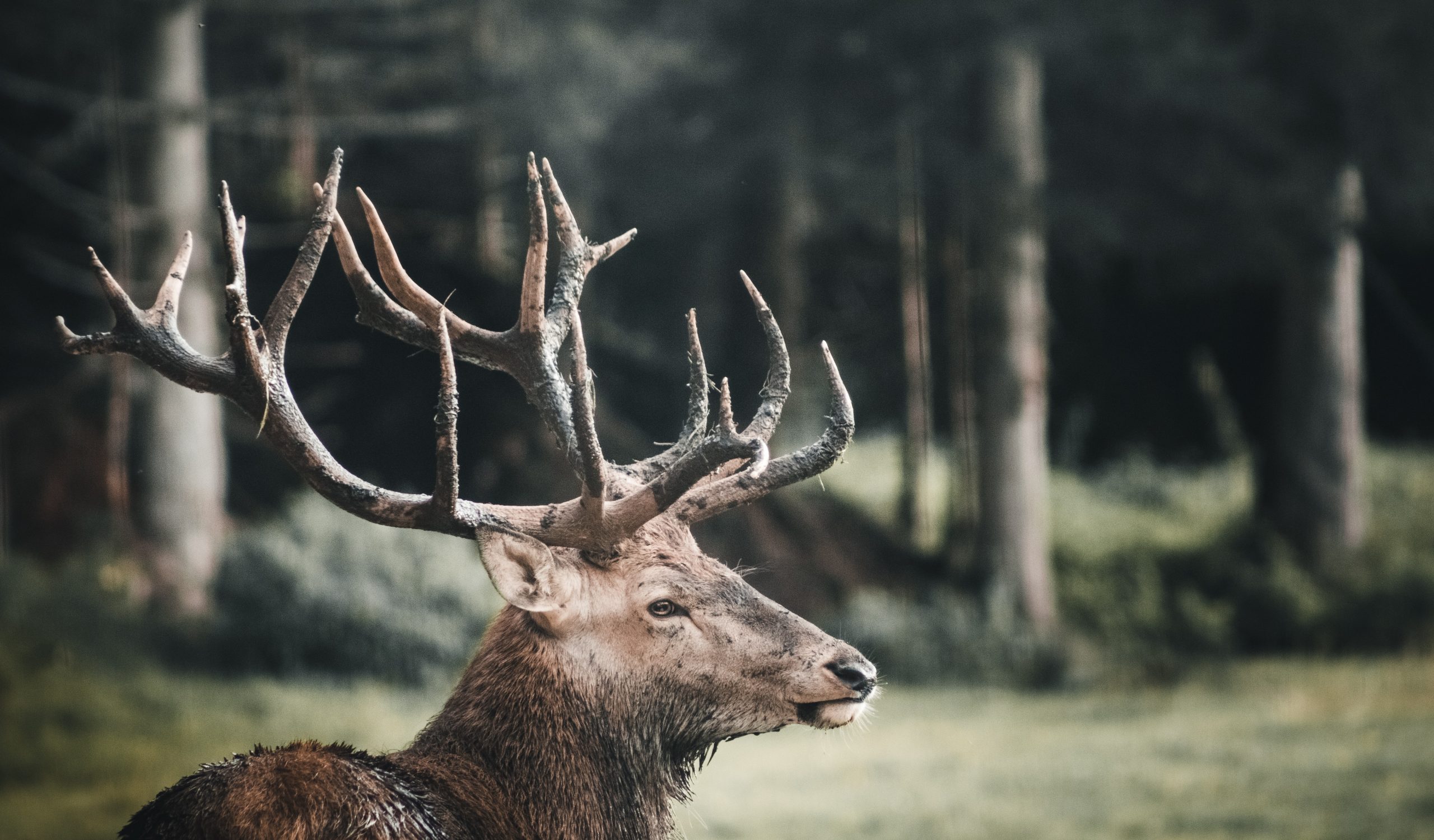 get the buck out of my yard