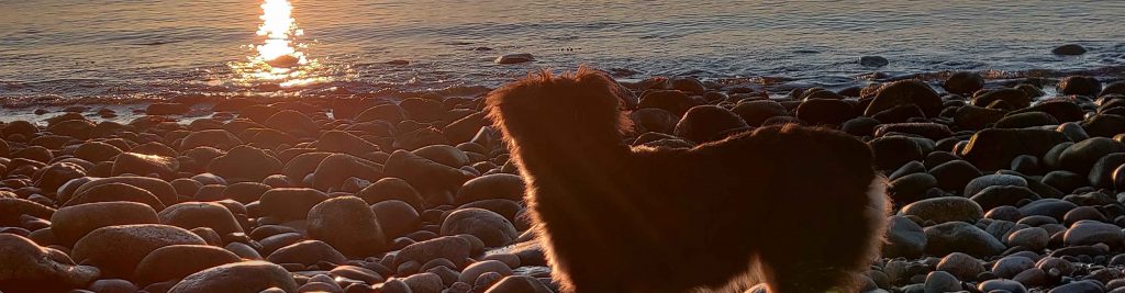 Pet on Beach