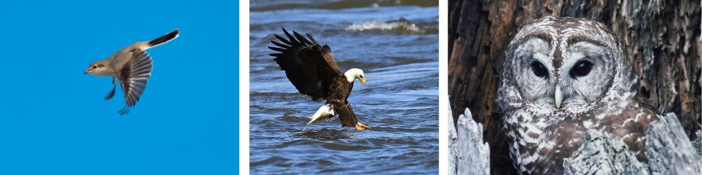 Birds of Whidbey< birdwatching, Eagles, Owls, island life