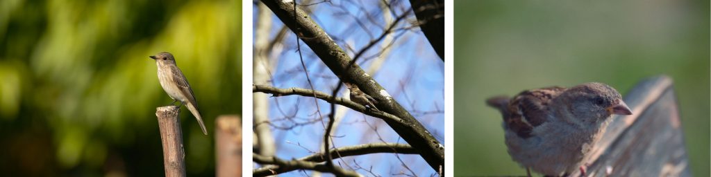 Songbirds, Birds of Whidbey, Birdwatching, Whidbey Island