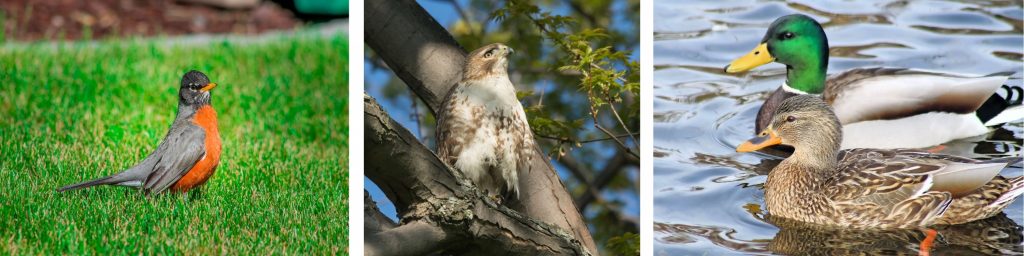 Birds of Whidbey, 