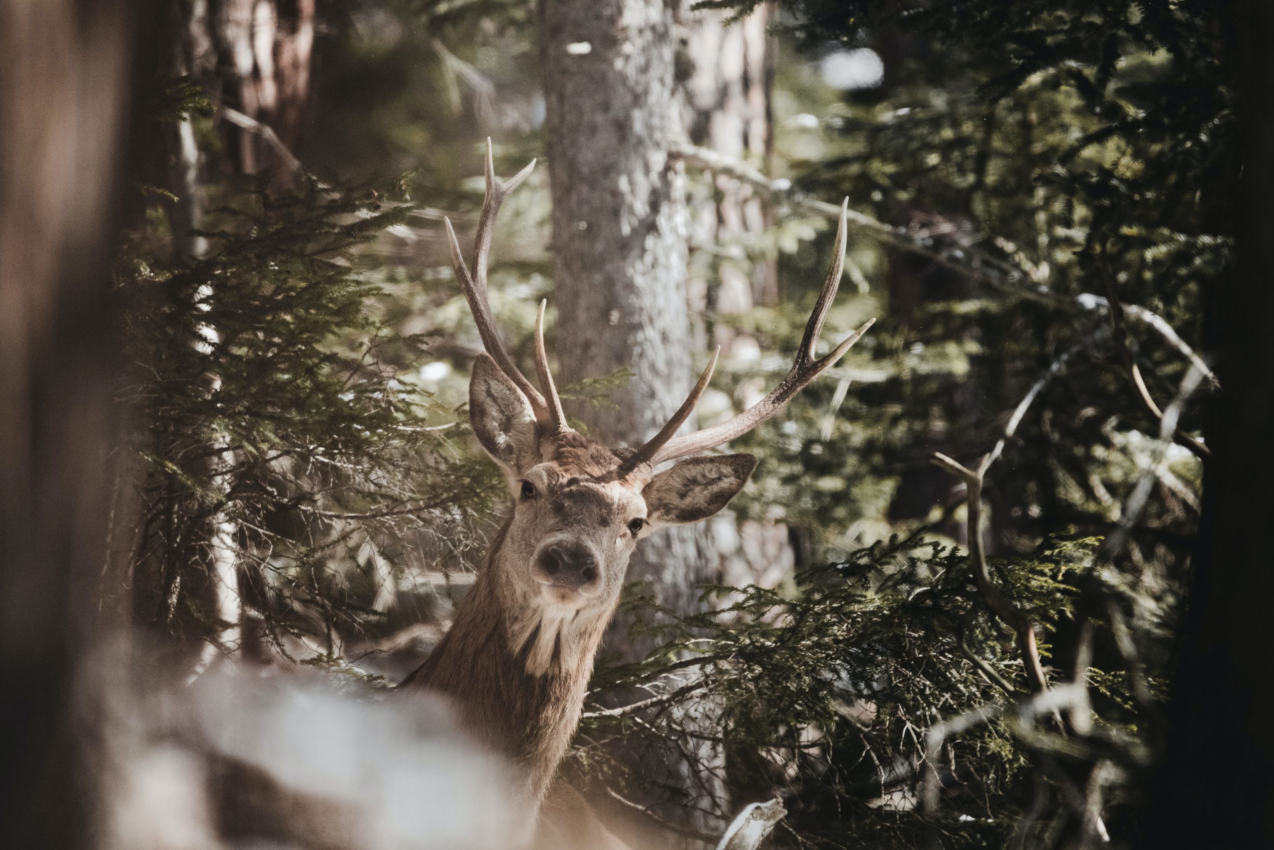 Buck, deer, Whidbey Island, Oak Harbor, Washington