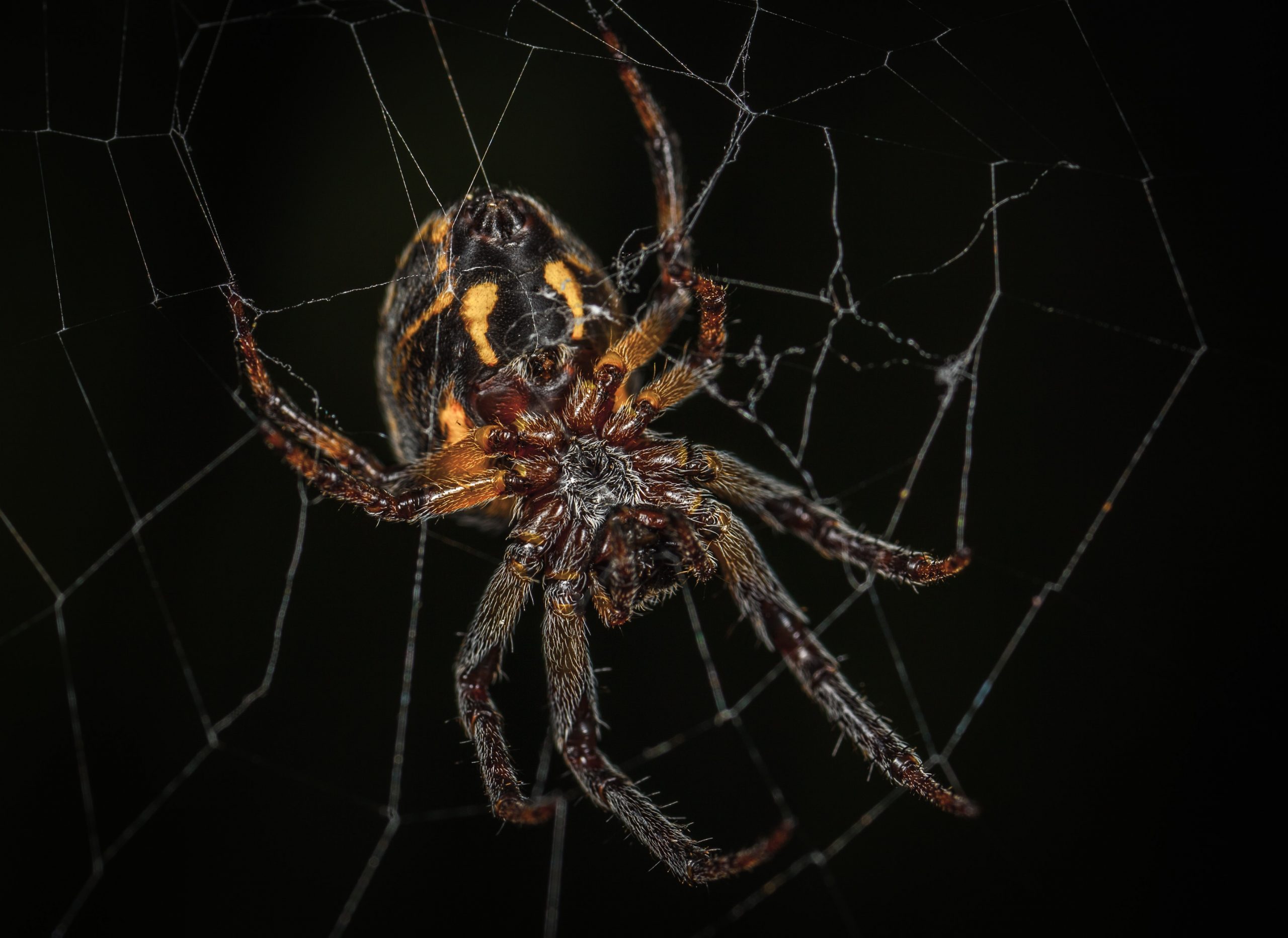 Nature's Halloween decorations, Whidbey Island, Spiders, Spider web