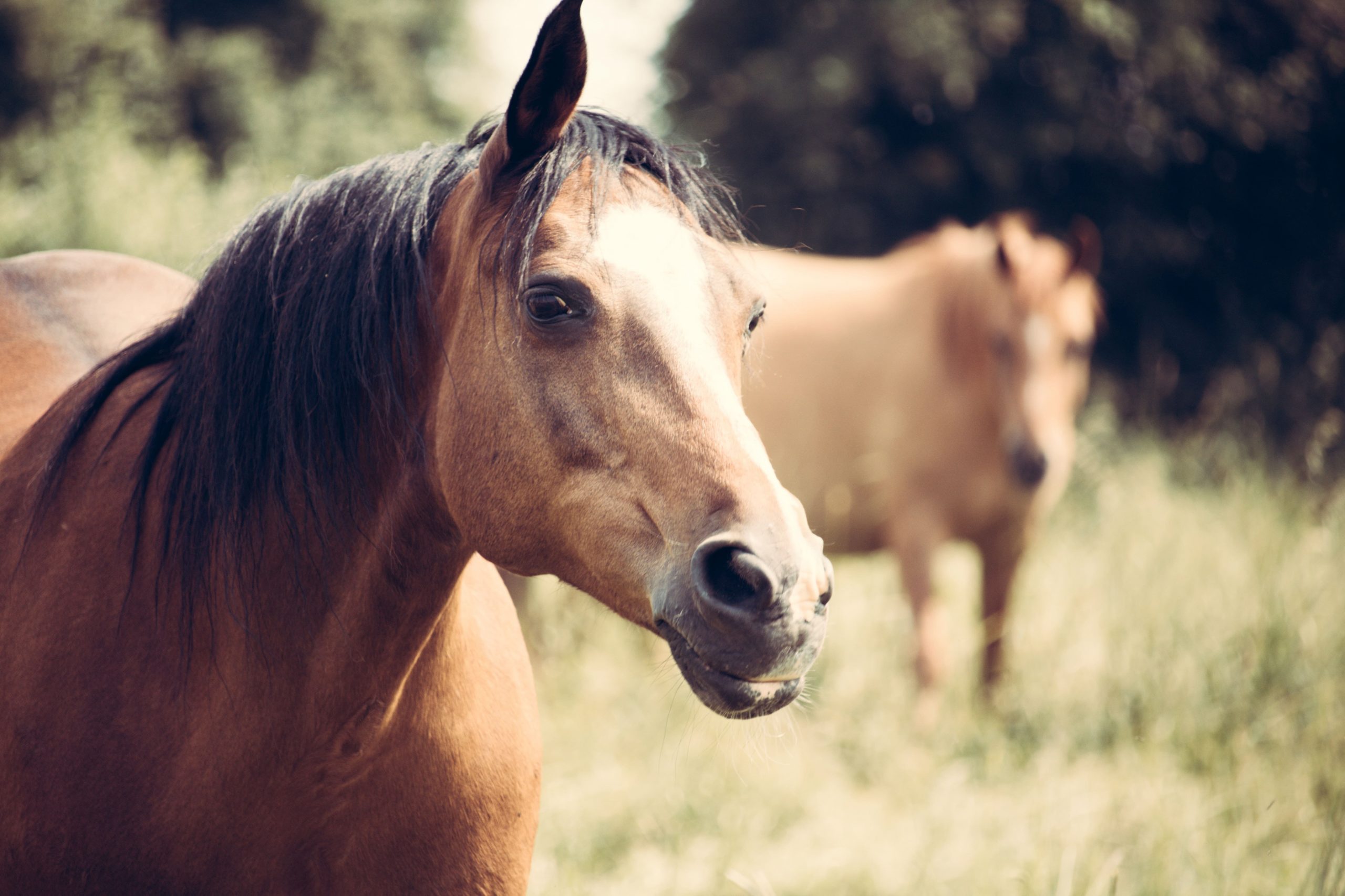 The Search for Equestrian Property