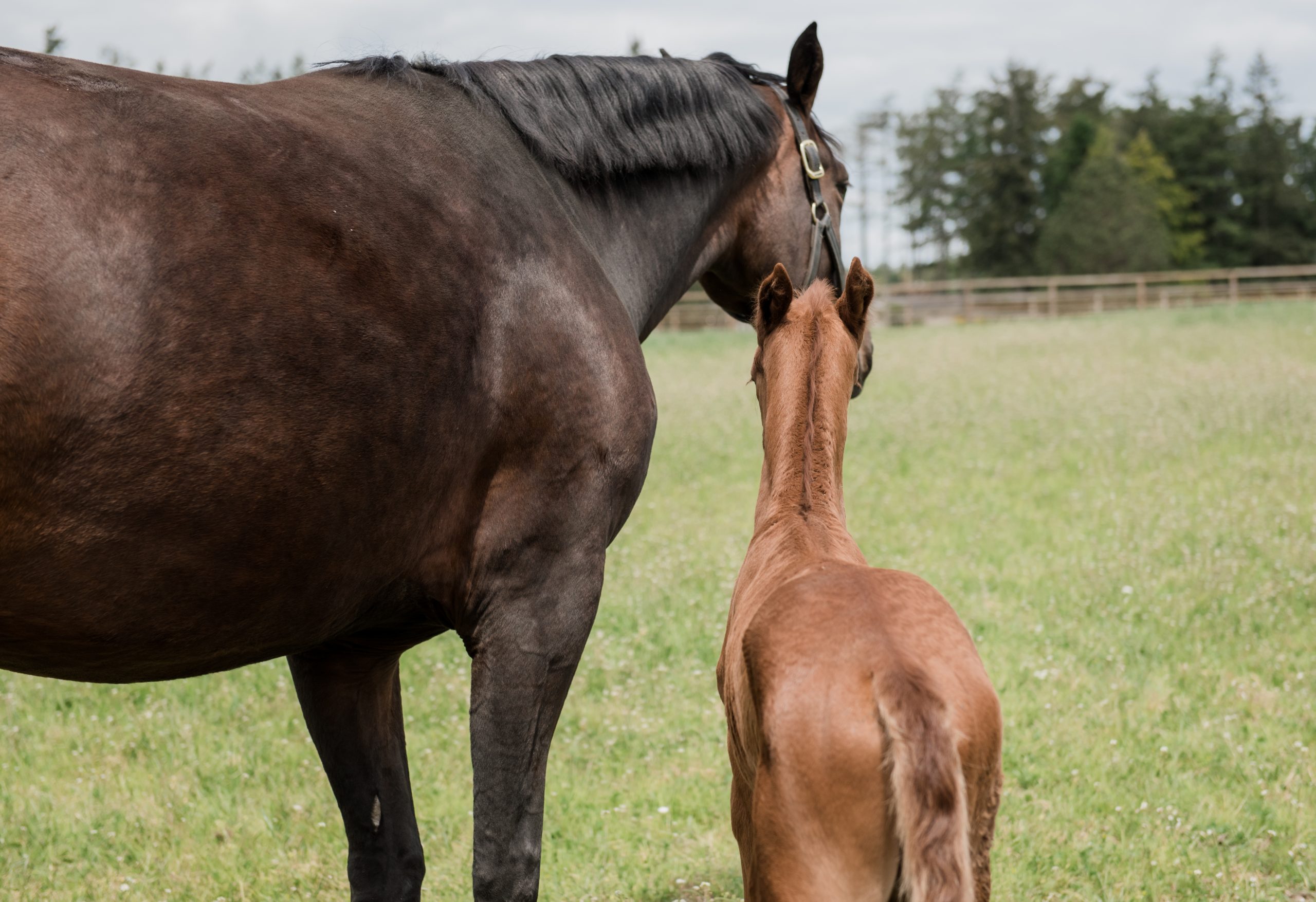 7 tips for new horse owners