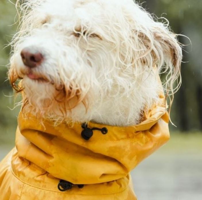 dog in rain coat, yellow, rain coat, wet dog, puppy, dog, rainy days, Whidbey Island, PNW, pacific northwest, cute