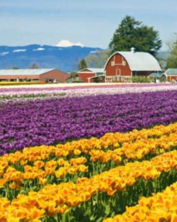 Day trip, Whidbey Island, Washington, Things to do, Tulips, Barn, Mountain