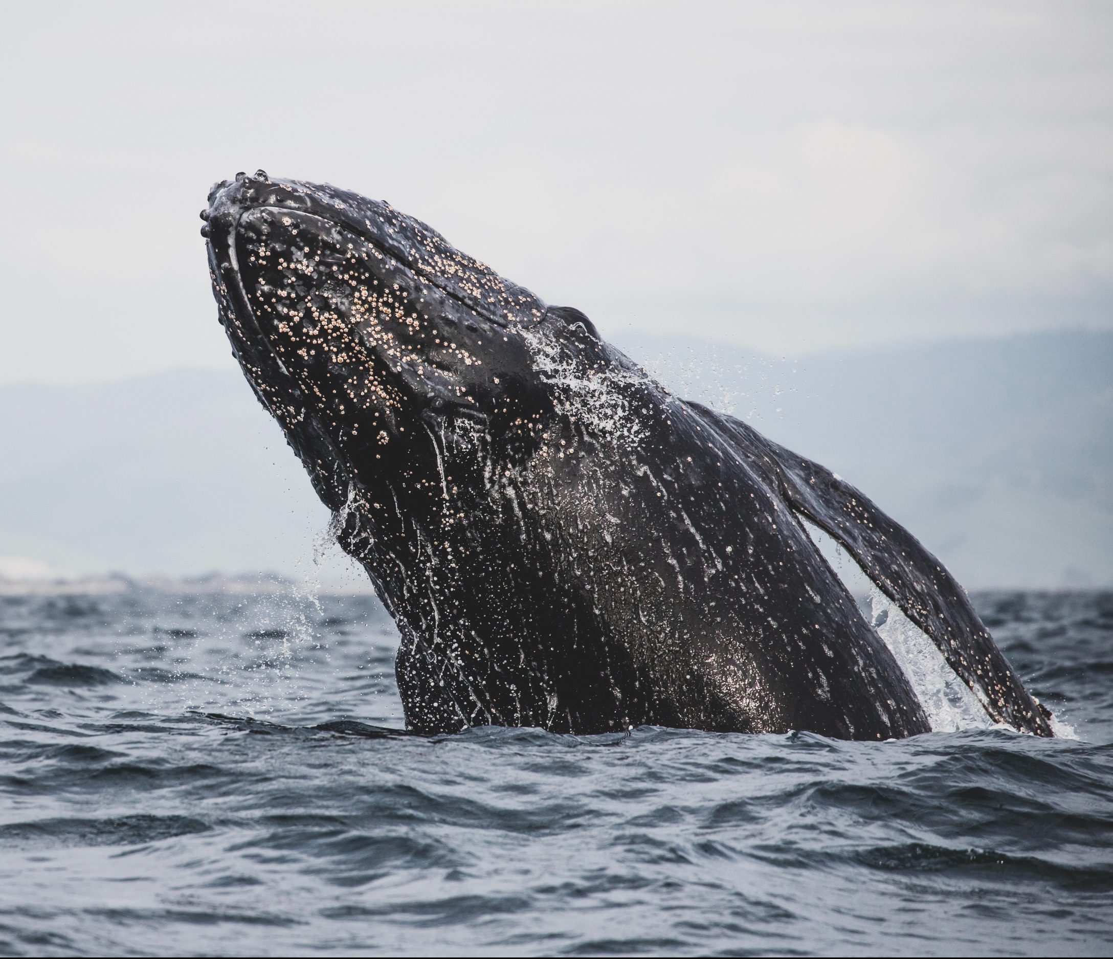 Grey whales, Whidbey Island, Lyle Ridge, Neighborhoods