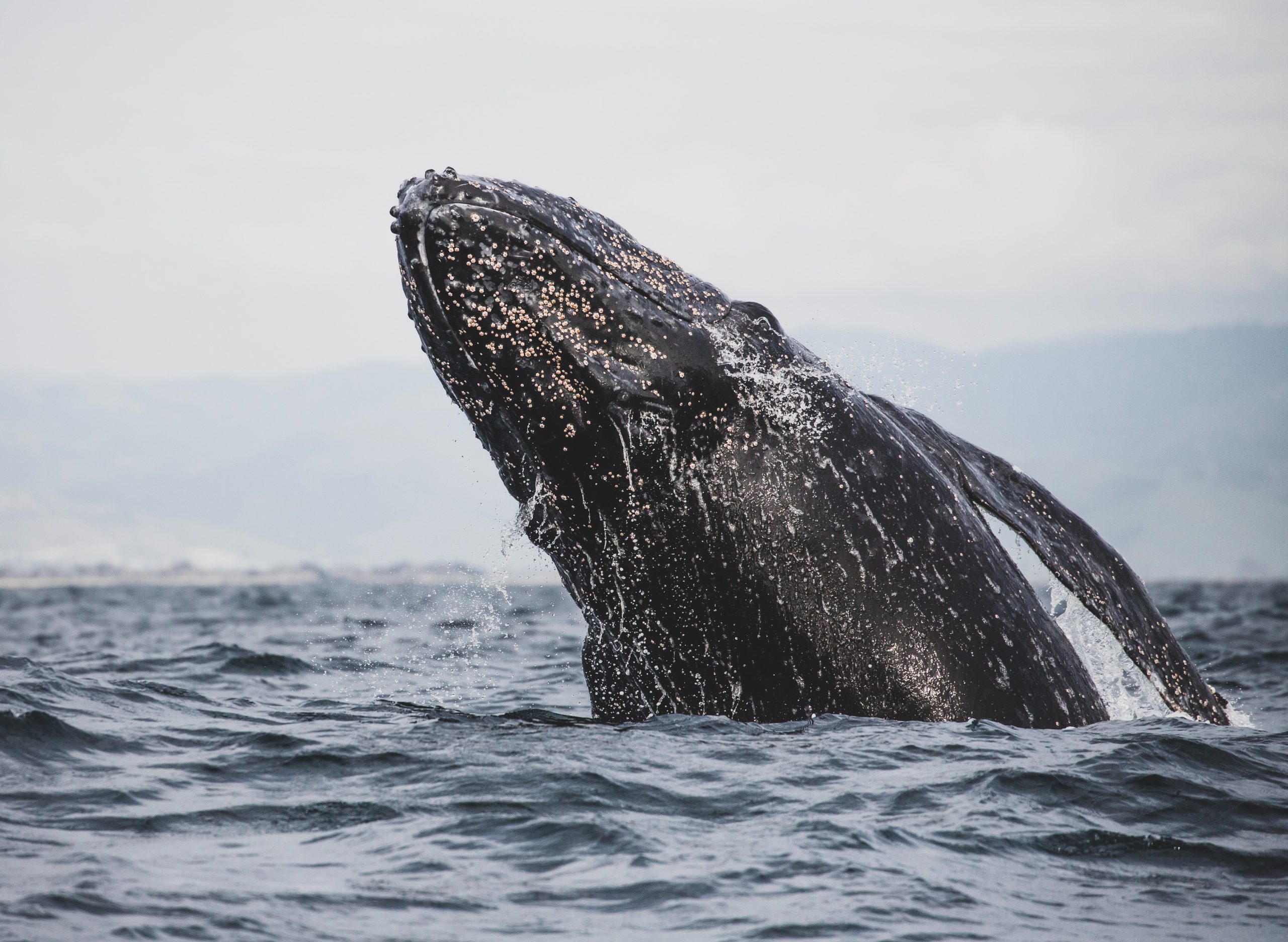 Grey whales, Whidbey Island, Lyle Ridge, Neighborhoods