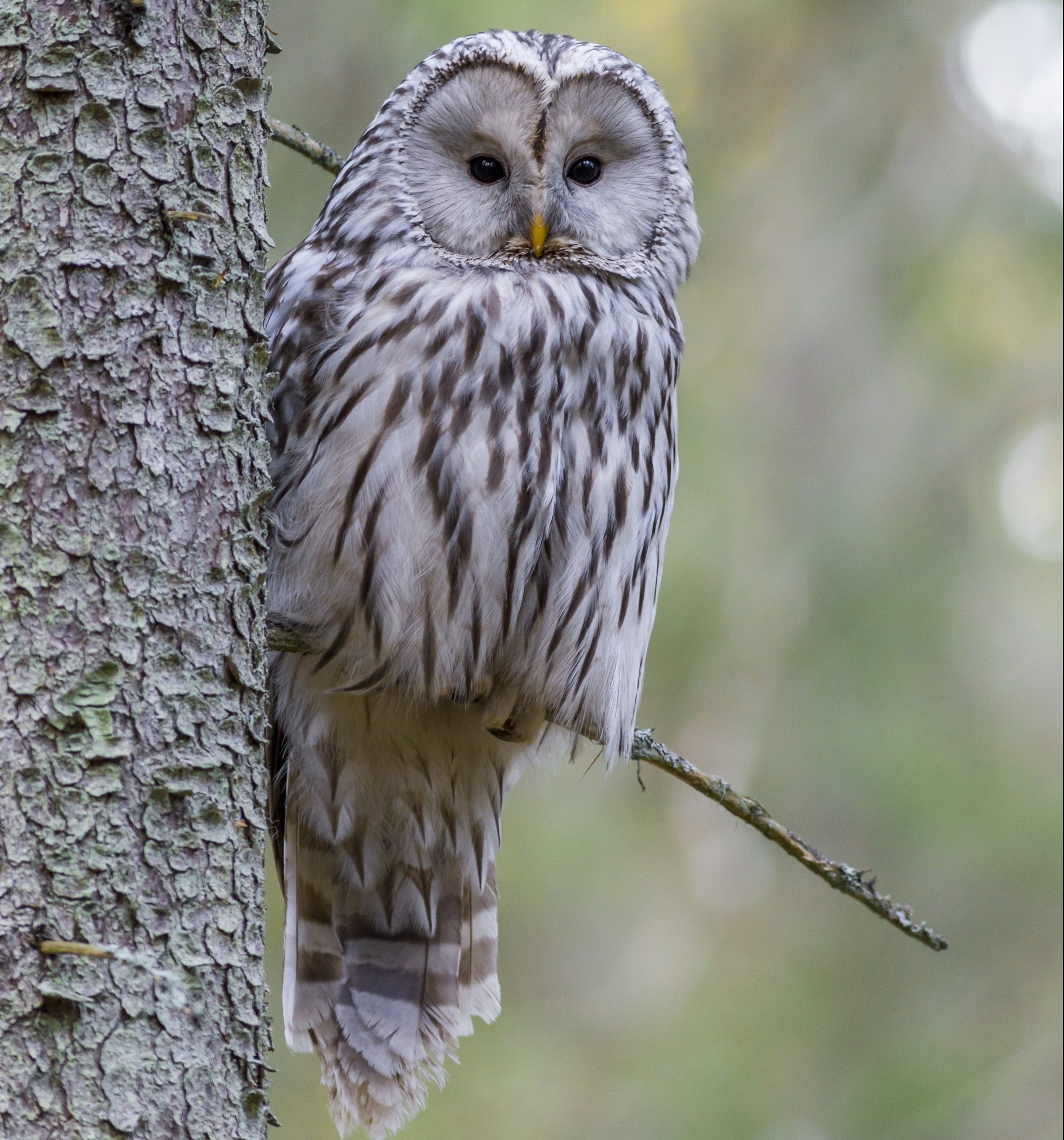 Owl, birds, Birds of whidbey, Whidbey Island