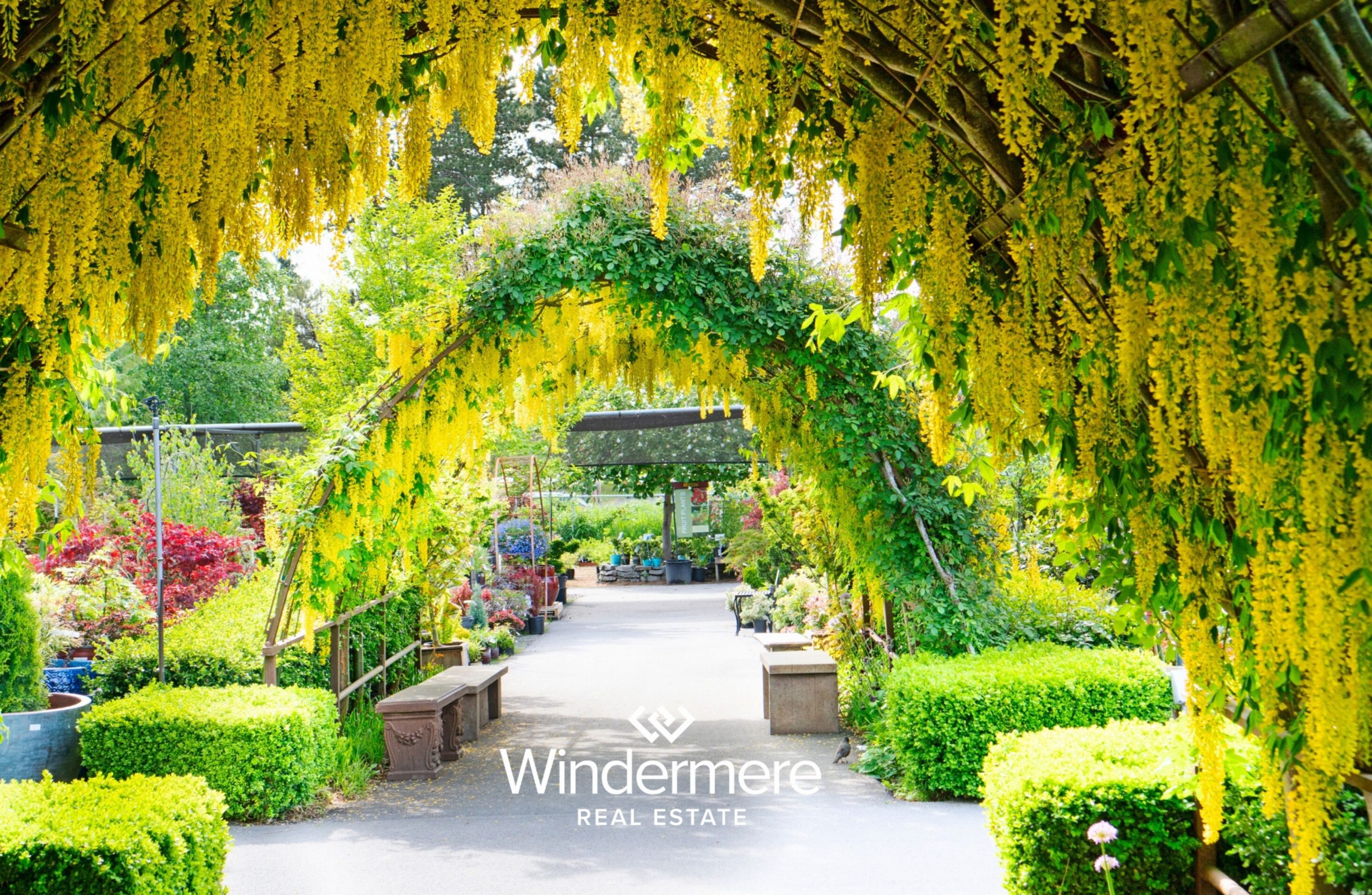 May arbor, Yellow Laburnum Arbor at the Nursery