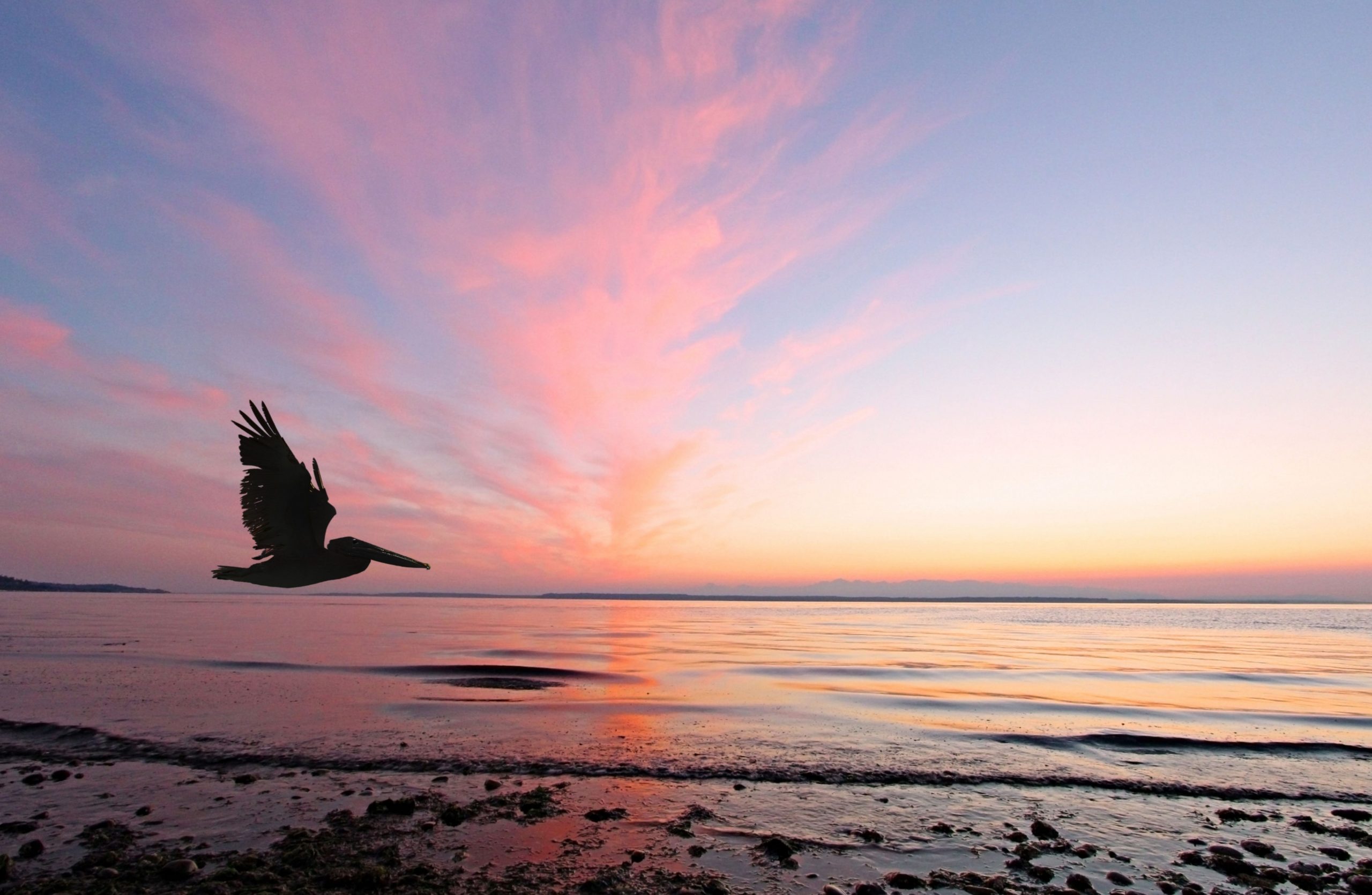 Langley Pelicans, Whidbey Island, South Whidbey, Bird Watching, Pelicans