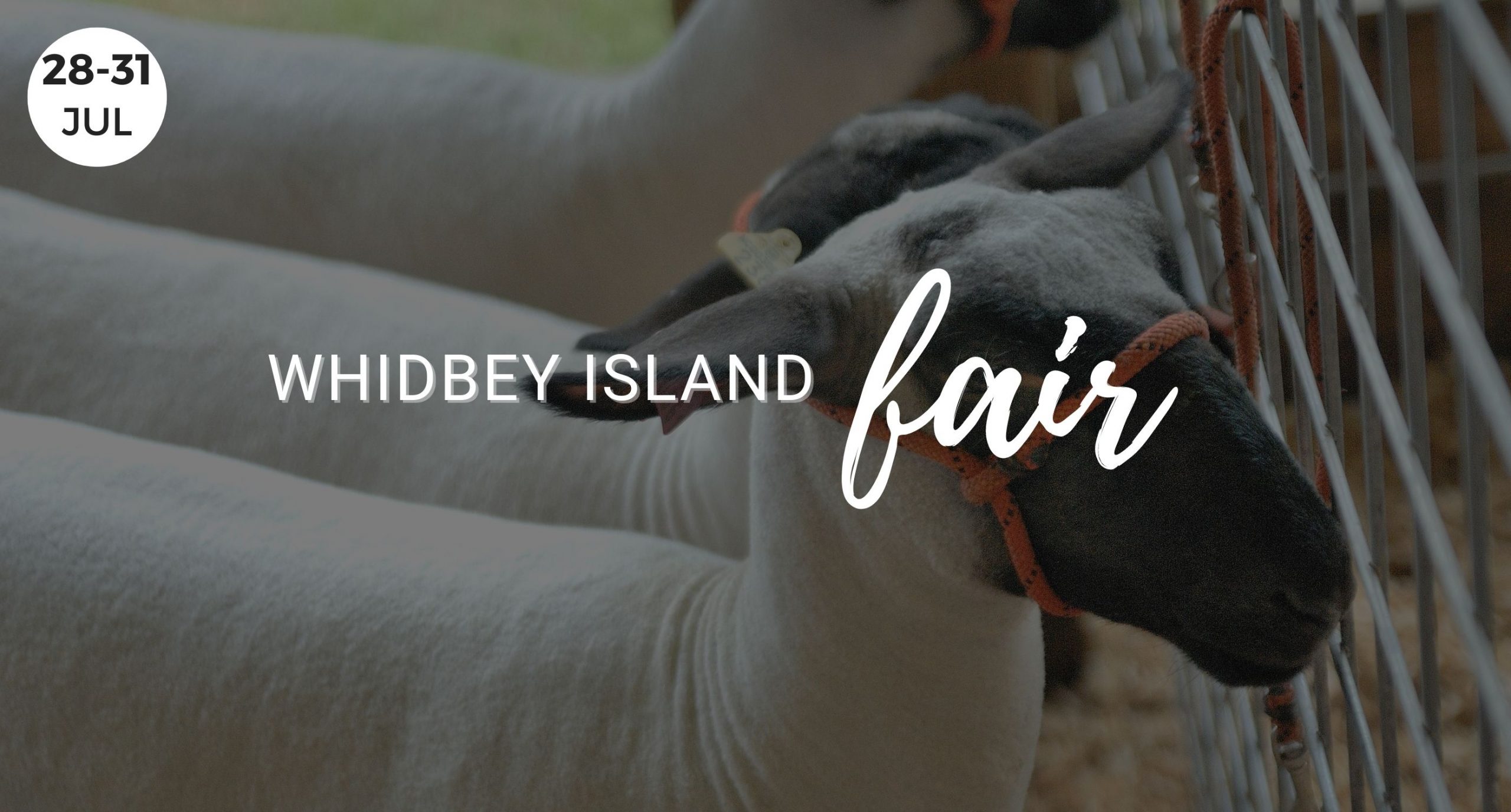 Whidbey Island Fair, Things to do Whidbey Island, Langley, South Whidbey, Fair, Animals, 4H, Festival, Summer 2022, Windermere