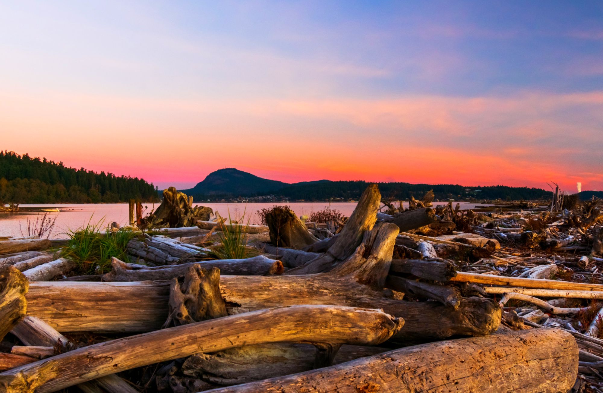 Driftwood that line the beaches of Whidbey