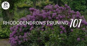 Pruning Rhododendrons 101
