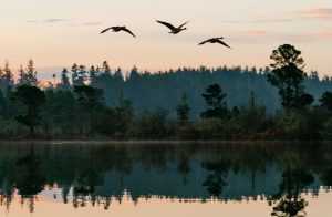 Cranberry Lake