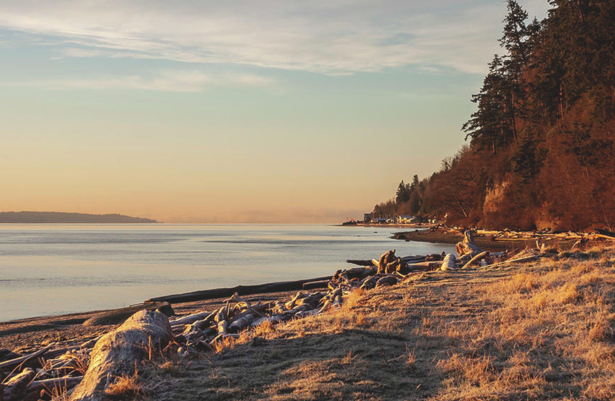 The Driftwood Journey