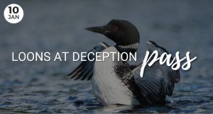 Loons at Deception Pass