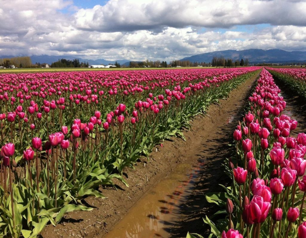 The Skagit Tulip Festival