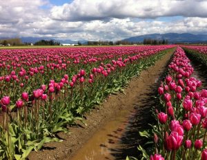 The Skagit Tulip Festival