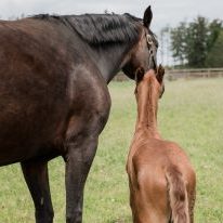 7 tips for new horse owners