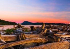 Driftwood that line the beaches of Whidbey