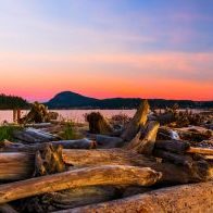 Driftwood that line the beaches of Whidbey