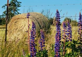 Hay Bales, Hay Bale Farming , Whidbey Island, Washington, Farmers