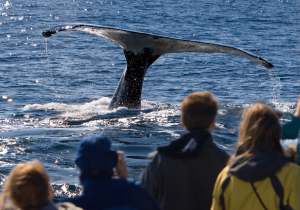 Best places for Whale Watching on Whidbey